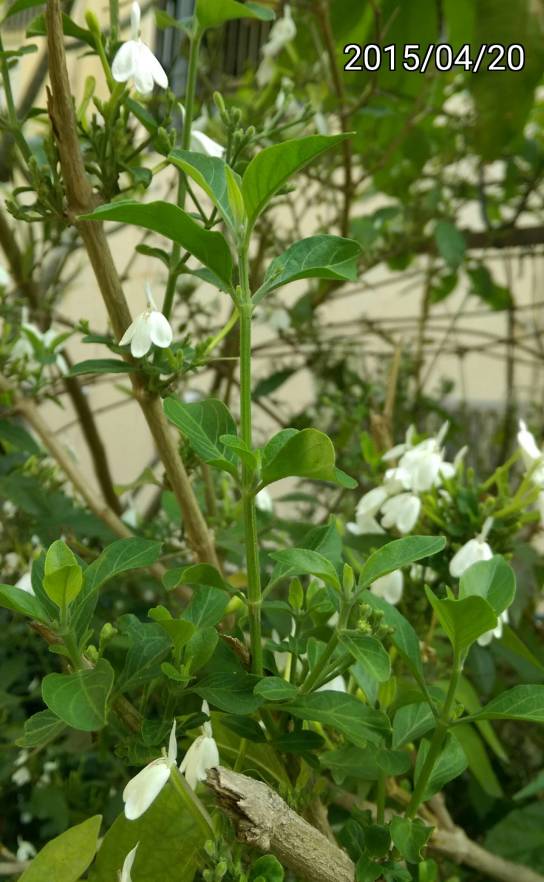 白鹤灵芝的叶子,rhinacanthus nasutus,snake jasmine